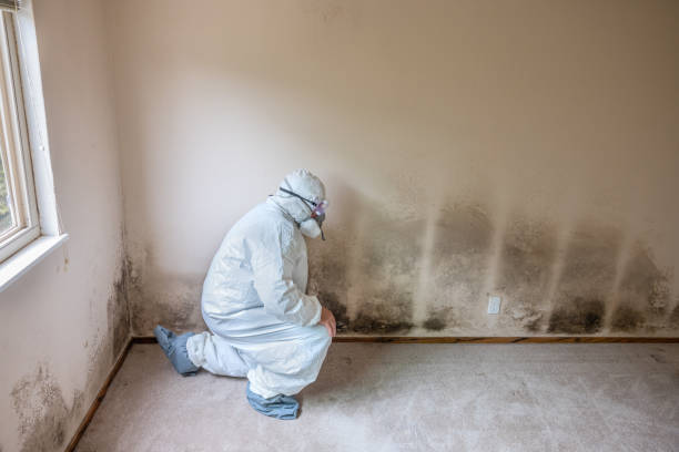 Best Basement Mold Removal  in Beverly, MA